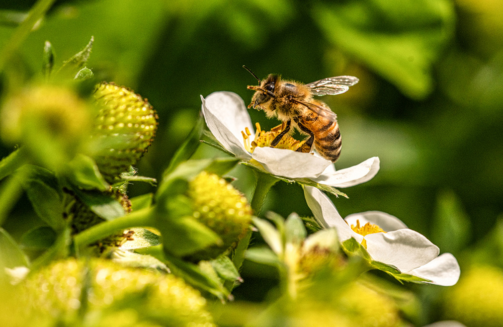 A bee on a strawberry flower.