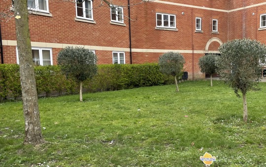 3 storey flats with lawn, trees and hedges to the front