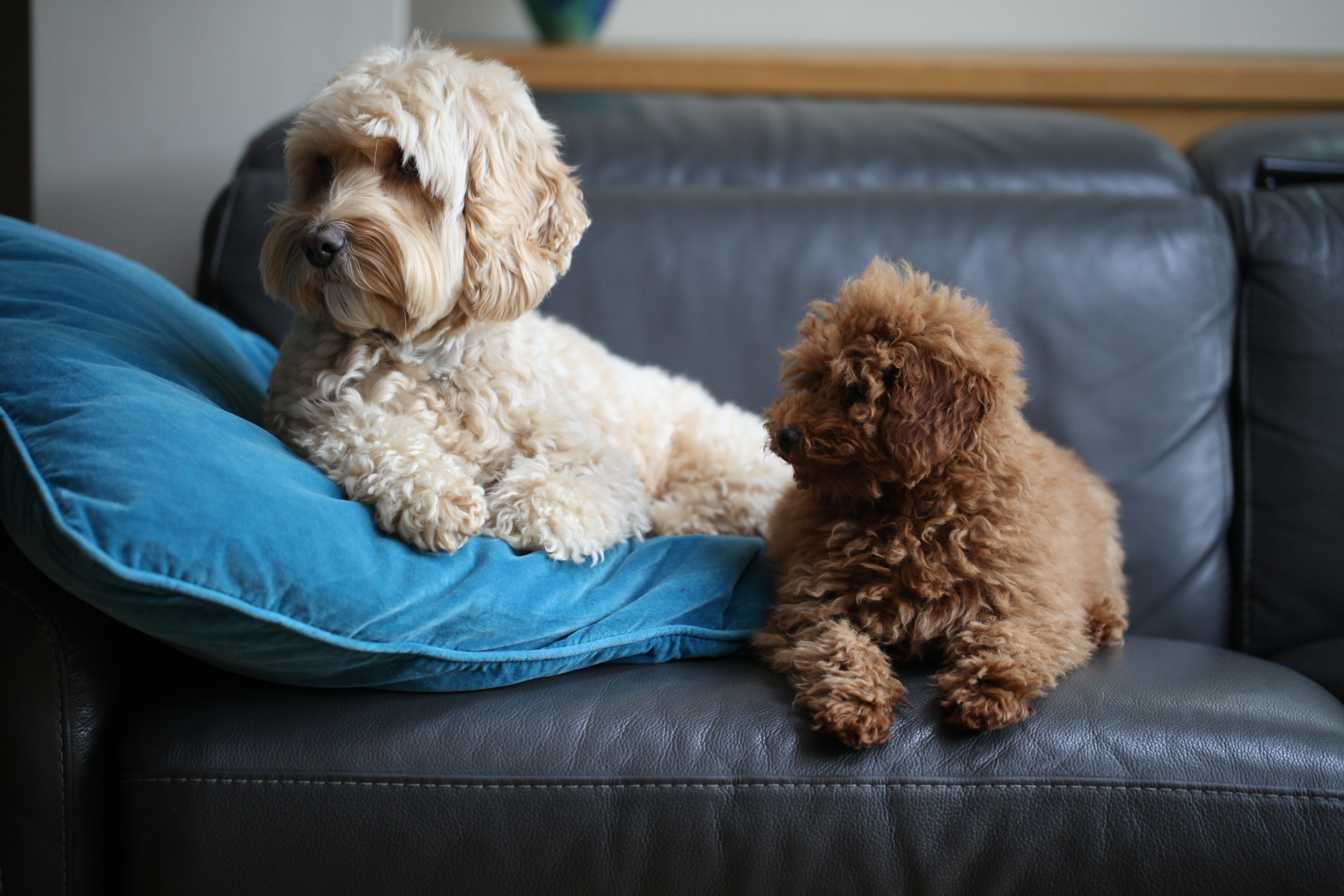 Two curly-haired dogs, one white and one brown, on black leather sofa