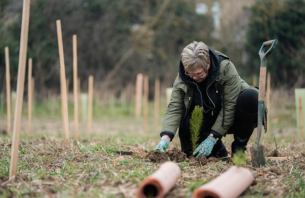 A woman planting a tree.