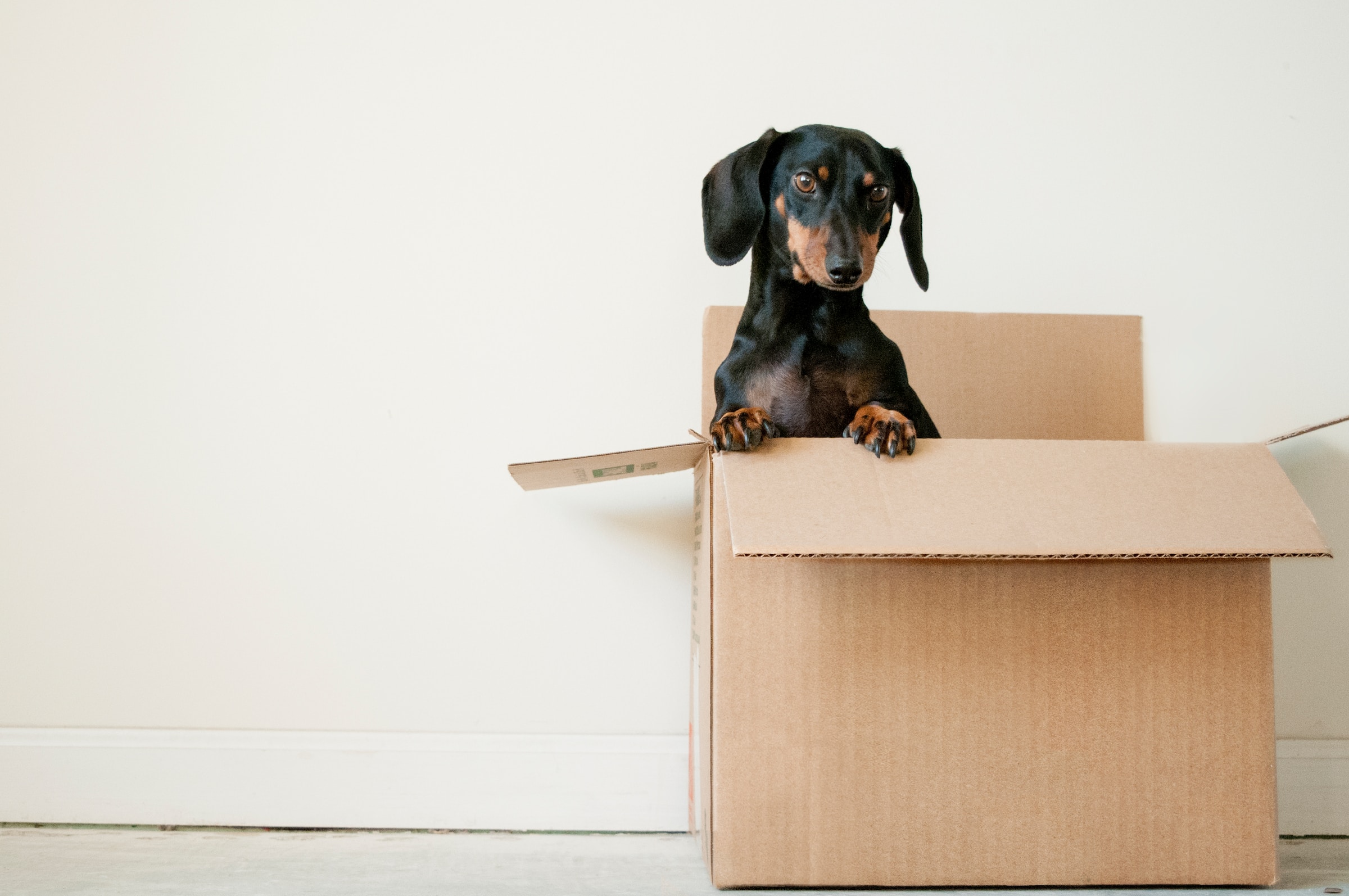 Cardboard box with Dachsund dog peeping over the top